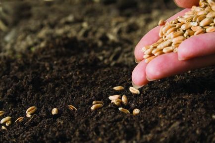 Как да расте пшеница - засаждане и грижи за зърно, прибирането