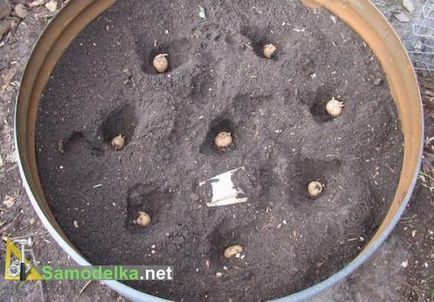 Как да расте картофите в бъчва
