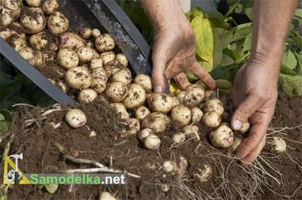 Как да расте картофите в бъчва