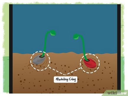 Как да расте лотос