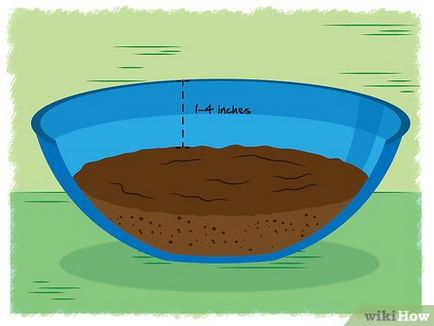 Как да расте лотос