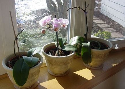 Как да растат орхидеи - съвети за начинаещи