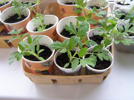 Как да растат домати на перваза на прозореца в апартамент през зимата