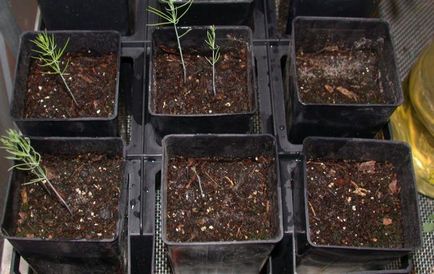 Как да растат аспержи от семена в градината