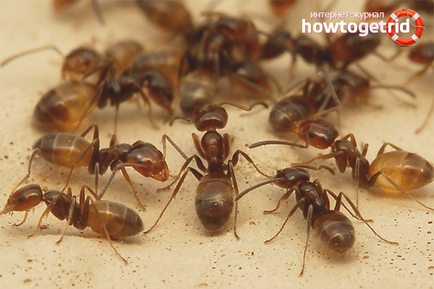 Как да се върне в къщи мравките от апартамента