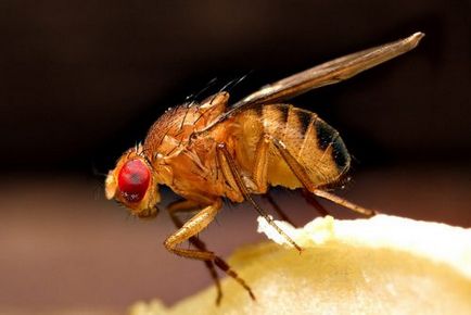 Как да се оттегли от начините апартаментните мушици до бой
