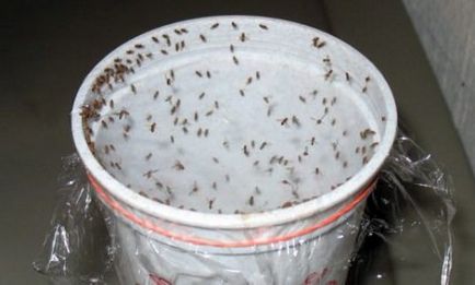 Как да се оттегли от начините апартаментните мушици до бой