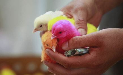 Като изход цвета на пилета, по-свежа - най-доброто от деня, в който някога ще се нуждаете!