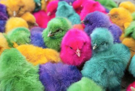 Като изход цвета на пилета, по-свежа - най-доброто от деня, в който някога ще се нуждаете!