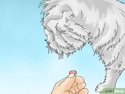 Как да се грижи за куче с разлика пиксела