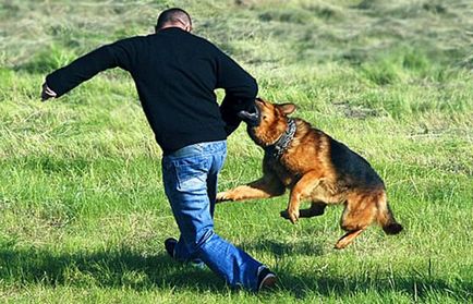 Как да се предпазите от ухапване от куче, отговорите на вашите въпроси