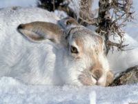 Как да живеем в зимните зайци научат повече за планетата Земя