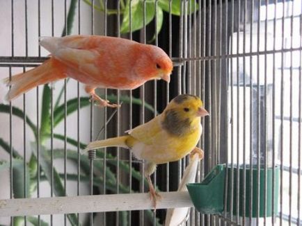 Canary поддръжка и грижи в дома