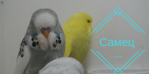 Canary поддръжка и грижи в дома