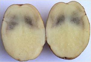 Картофите се обърнат черен вътре - защо потъмнява картофи за съхранение, градински тайни