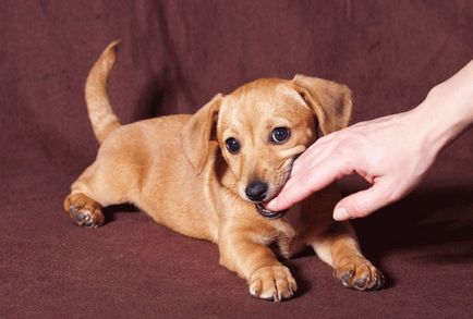 Защо мечтата на едно куче хапе ръката
