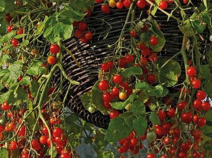 Защо мечтата на червени домати жена в градината