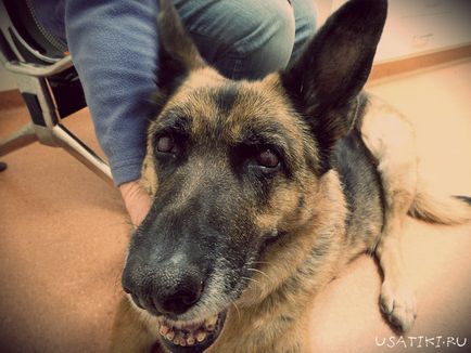 Кератит при кучета снимка, симптоми и лечение в домашни условия