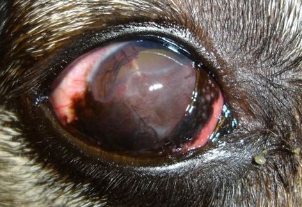 Кератит при кучета причинява симптомите, видове и лечение, всички около кучета