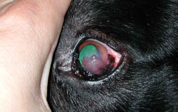 Кератитът в кучета симптоми и методи на лечение (снимка)