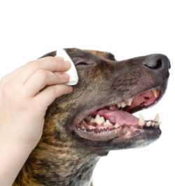 Кератитът в кучета симптоми и методи на лечение (снимка)