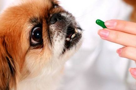 Кератит в кучета симптоми, лечение у дома