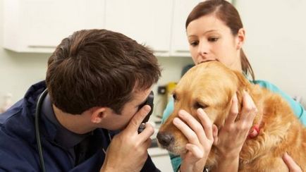 Кератит в кучета симптоми, лечение у дома