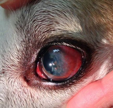 Кератит - възпаление на роговицата при кучета
