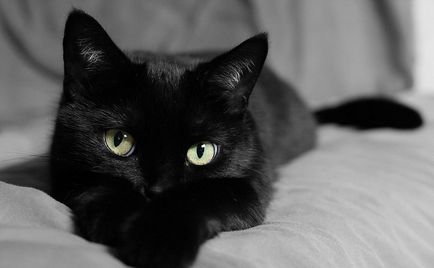 Прякори, имена за черни котки с име на стойност загадка