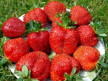 Ягоди и ягодови големи различия и каква е разликата, описание и снимки, тайните на успешните технологии в селското стопанство