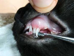 Когато котките се променят зъби за постоянно, zoosecrets