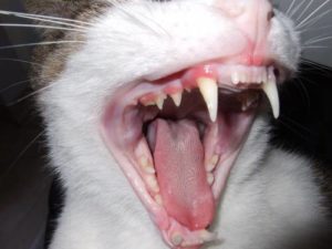 Когато котките се променят зъби за постоянно, zoosecrets