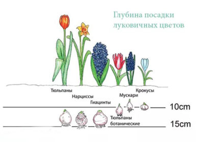 Когато разкопаване луковици на лалета след цъфтежа и как да ги съхранявате до засаждане през есента