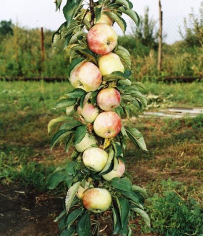 Колонен ябълково дърво - засаждане и грижи, обичам моята градина