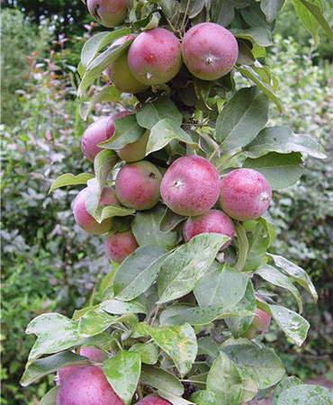 Колонен ябълково дърво - засаждане и грижи, обичам моята градина