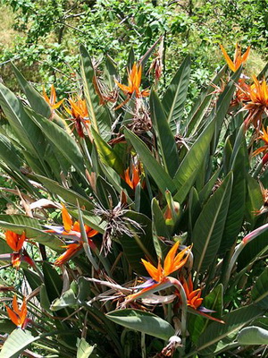 Закрит цвете Стрелиция (райска птица) снимки, цветове на растенията и как да расте