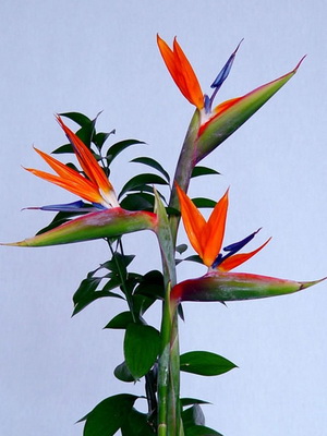 Закрит цвете Стрелиция (райска птица) снимки, цветове на растенията и как да расте