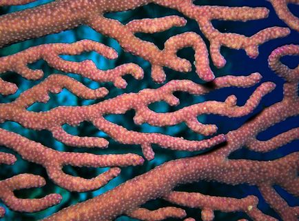 Коралите - най-старите същества на земята, фото новини