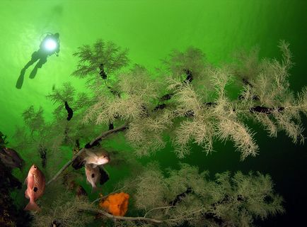Коралите - най-старите същества на земята, фото новини