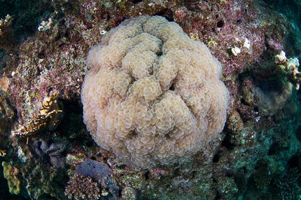 Коралите - фантастична богатство от форми и цветове