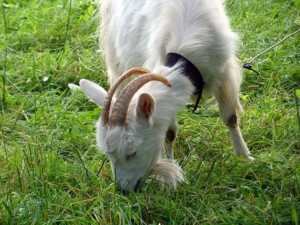 Хранене на козите в домашно видео околната среда