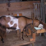 Хранене на козите в домашно видео околната среда