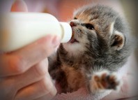 Хранене новородени котенца