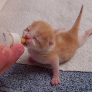 Хранене новородени котенца