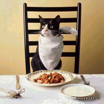 Хранене - сайт на британските котки
