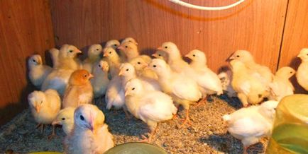 Хранене пилетата - какво и как да се хранят Новоизлюпените, ежедневно и през първите дни от живота на пилета у дома