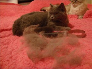 Cat хвърля годината какво да правя, котки отбелязва от опитен ветеринар