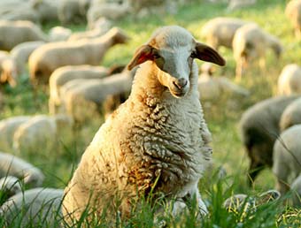 Коза (овце) знак ЕТ хороскоп, хороскоп характеристика коза (овце)
