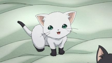 Красиви снимки аниме котка (рисунки с молив), сайтът 