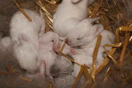 Зайци за разплод, отглеждане, хранене - подробно ръководство!